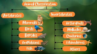 Animal Classification Vertebrates and Invertebrates [upl. by Yahiya]