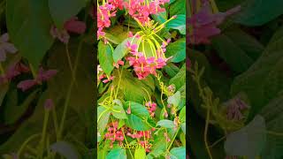 Combretum indicum a vine with very beautiful flowers [upl. by Templer531]