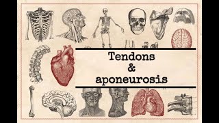 General anatomy  10 Tendon amp Aponeurosis [upl. by Olen]