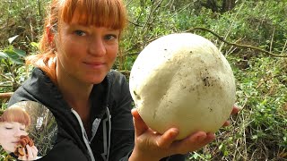 САМЫЙ БОЛЬШОЙ ГРИБ ДОЖДЕВИК  Лангермания гигантская Calvatia gigantea как готовить и сушить [upl. by Joyce]