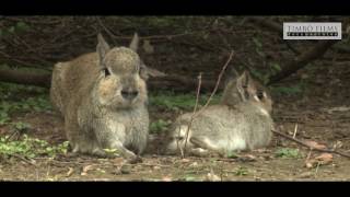 Serie Chaco Bosques [upl. by Negiam484]