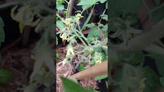 Flowering Update Barry Crazy Cherry Organic shorts rts heirloomtomatoes tomato [upl. by Arit]