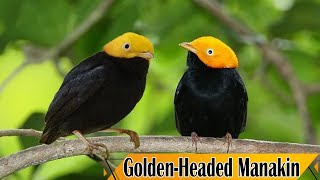 Golden headed Manakin  Facts About Manakin Birds [upl. by Eckhardt155]