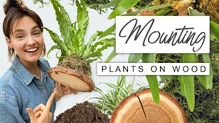 Super EASY Plant Wall Mounting 🌿 Why  How To Mount Houseplants on Wood [upl. by Aisetal612]