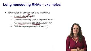 7 Noncoding RNAs long noncoding RNAs introduction [upl. by Namlak]