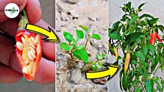 How to grow Chillies  Ghr par mircho ka podha kese lgaty hain 🌶🌱 [upl. by Iaverne398]