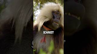 Gelada Baboon  The Scariest Herbivore On Earth [upl. by Cohbath205]