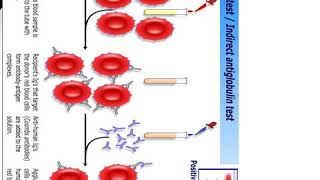 Antiglobulin test [upl. by Drawyeh933]