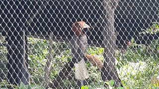 Southern Rufous Hornbill  Bird Paradise Singapore [upl. by Alue874]