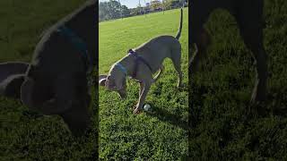 Weimaraner puppy SCHATTEN month old October 2024 [upl. by Alanah599]