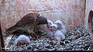 Vole Fed To Kestrel Nestlings Smallest Chick Tumbles And Is Returned By Female – June 22 2018 [upl. by Swart296]