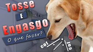 Cachorro Com TOSSE SECA E ENGASGO O Que Fazer [upl. by Adnahsar]