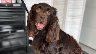 Boykin Spaniel  Dog Grooming [upl. by Wilda241]