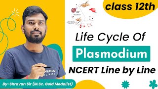 Malaria  Life Cycle of Plasmodium  Class 12  NEET Biology  Human Health and Diseases [upl. by Amsa]