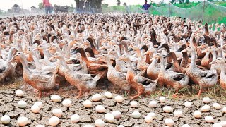 How To Raise Millions of Ducks From Birth to Egg Laying  Poultry Farm [upl. by Ikey]