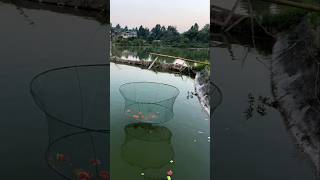 Amazing Fishing Idea shorts ytshorts viralshorts [upl. by Frans]