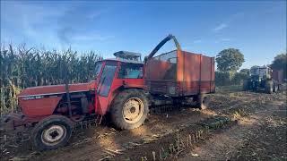 Ensilage à lancienne 2023 chez Jean Pierre et Vincent nouvelle version [upl. by Attenna]