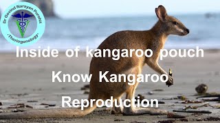 Uncovering the Mystery of Kangaroo Reproduction Whats Inside That Pouch [upl. by Yemerej705]