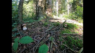 grzyby 2020 Borowiki Nowa miejscówka i pełny kosz mushrooms Белый гриб Beskid Niski [upl. by Aicyle113]