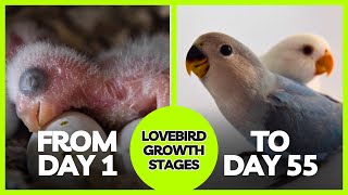 LOVEBIRD GROWTH STAGES  First 55 Days of Babies Timelapse [upl. by Aceber]