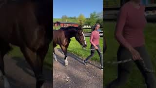 Varinia FR Varinia FR  HORSE IN TRAINING  Soldier Hollow GB ex Rosi GER  Video 1 [upl. by Alleroif]