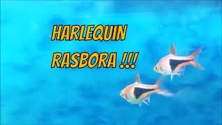 Harlequin Rasbora care guide  how to tell its gender tank mates feeding and breeding tips [upl. by Ellenij]