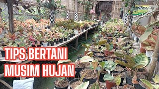 Tips Bertani Aglonema di musim hujan [upl. by Ayekim]