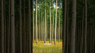 Did you know aspen groves are one giant living organism [upl. by Aissak]