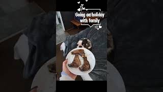 Joburg Bossies go on holiday bostonterrierlove pets funny ilovemybostonterrier dog puppy [upl. by Kaslik]