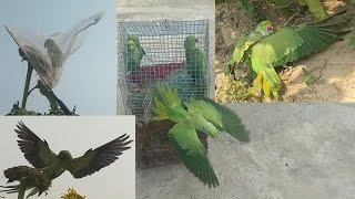 Easy parrot trap using Glue and unique Parrot trap [upl. by Rettke]