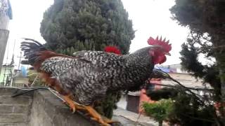 gallo cantando  3 [upl. by Osgood]