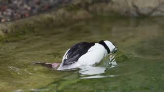 Bufflehead  A Fascinating Waterfowl of North America [upl. by Attena]