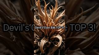 Devils Claw 효능 TOP 3 [upl. by Lamberto963]