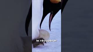 Les manchot empereur son de vrais papa poule 🐧animaux shorts [upl. by Grath496]