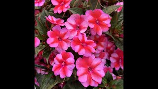 Propagate and overwinter your Sunpatiens [upl. by Lorant]