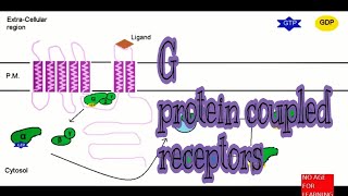 GPCR  G protein coupled receptors structure and working [upl. by Ycniuqal]