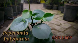 peperomia raindrop pep polybotria [upl. by Reste831]