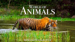 Animal World 4K  Scenic Wildlife Film With Calming Music [upl. by Becker760]