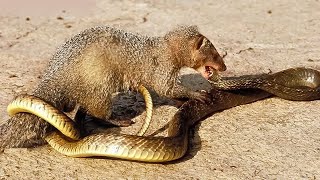 mongoose vs snake fight  ultimate wild battle [upl. by Tezil]