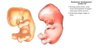 Embryonic development  Weeks 5 to 8 [upl. by Kalvin]