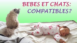 Bébés amp Chats Compatibles [upl. by Ettelra]