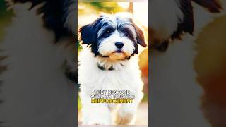 havanese  cute🥰 and delightful pet dogs [upl. by Sualocin361]