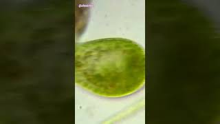 Paramecium Bursaria Under Microscope 600x [upl. by Erdnua]