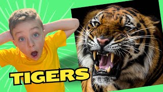 Tigers Learn about Jungle Animals for Kids 🐯 Educational Videos for Kids [upl. by Clarisse271]