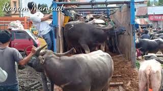 Lagi Viral  Kerbau Naik Mobil  Pasar Bolu Rantepao Tana Toraja [upl. by Eelymmij371]