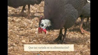 Que comen las GUINEAS  sus alimentos favoritos [upl. by Euqinot289]