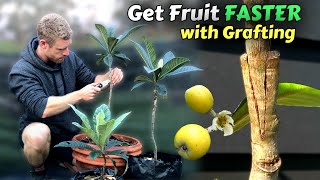 Grafting Loquat Trees  Learn How To Graft Includes 8 Months of Results [upl. by Chaworth]