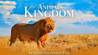 Animal Kingdom 4K  Scenic Wildlife Film With Calming Music [upl. by Buford]