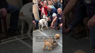 Spaniel Racing [upl. by Domella]