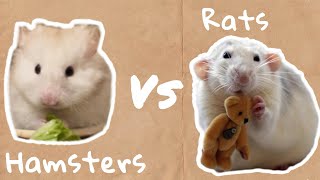 Hamsters VS Ratsare they the same [upl. by Emiolhs]